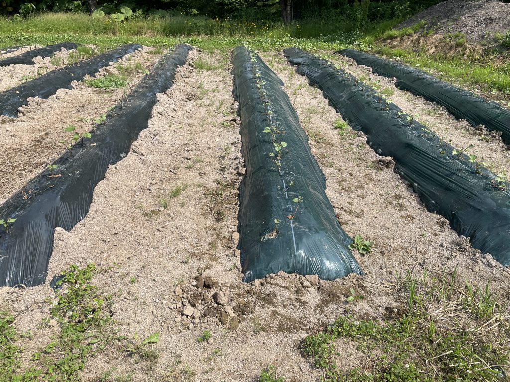 077_豊富な食料がつくれる未来の環境へ