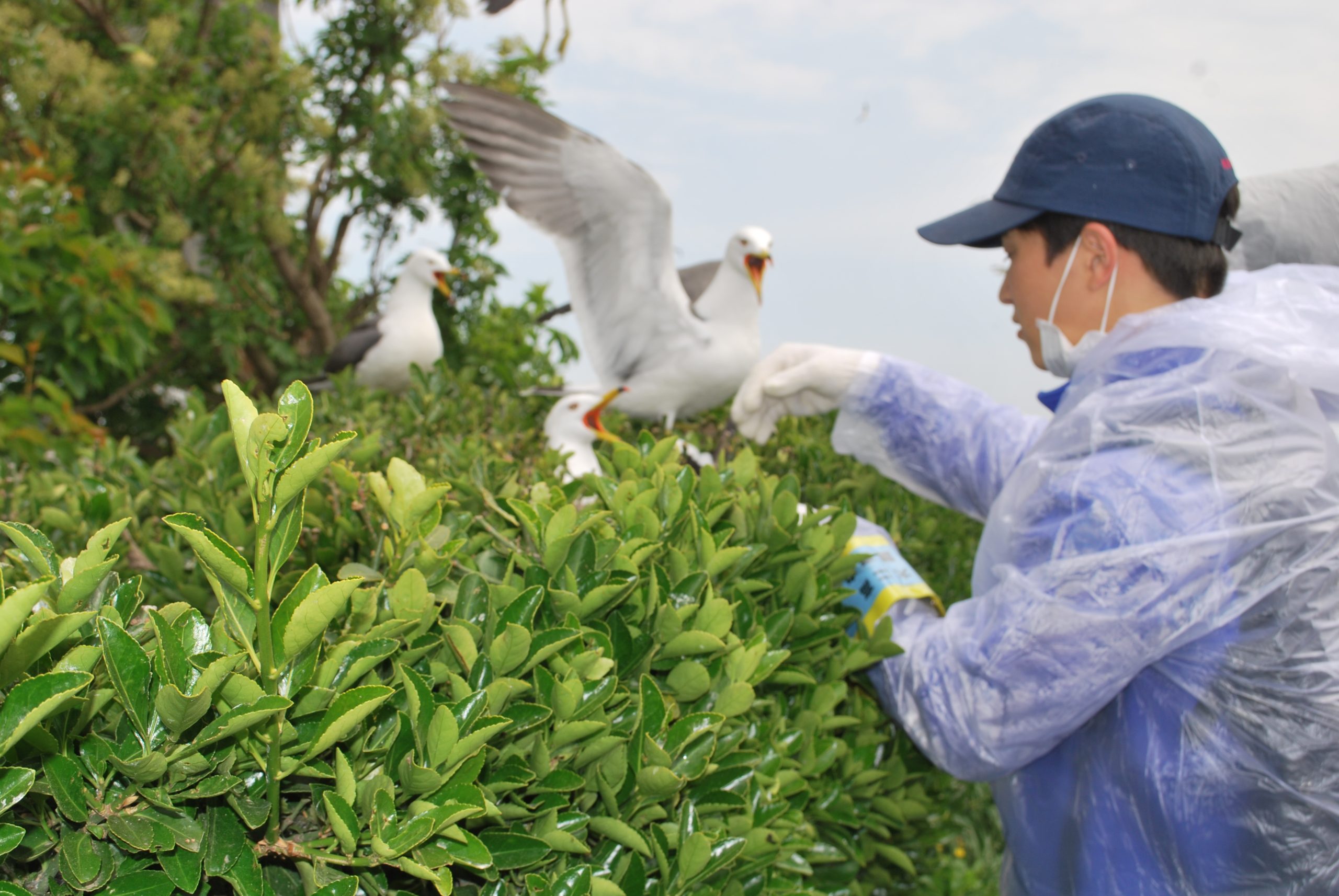076_ウミネコ生態研究